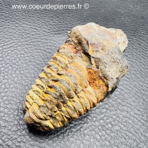 Trilobite commun du Maroc (réf tr4)