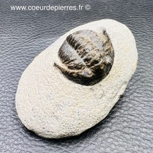 Trilobite « crotalocephalus » du Maroc (réf tr15)