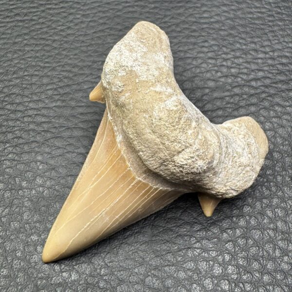 Dent de requin “otodus obliquus” du Maroc (réf dro4) – Image 2