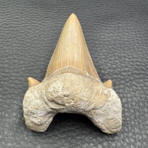 Dent de Requin