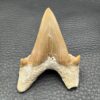 Dent de requin “otodus obliquus” du Maroc (réf dro4) – Image 3