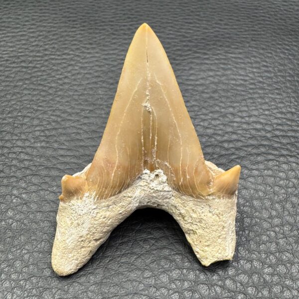 Dent de requin “otodus obliquus” du Maroc (réf dro4) – Image 3