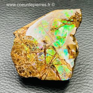 Ammolite de la rivière Sainte Marie, Alberta, Canada 288 carats (réf aml4)