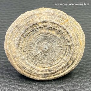 Corail fossile “cyclolites” du Maroc (réf cyl11)