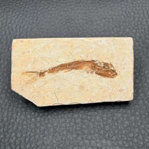 Poisson Fossile