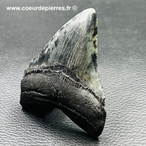 Dent de Megalodon Carcharodon “Caroline du Sud” USA (réf meg16)