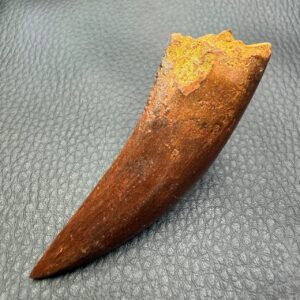 Dent de Carcharodontosaurus