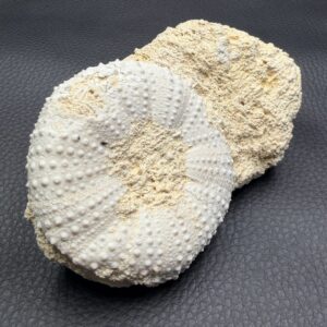 Oursin Fossile