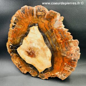 Tranche de bois fossile de Madagascar (réf tb2)
