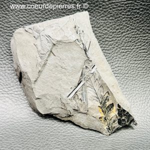 Fossile de fougères arborescente des mines de Carvin (Nord Pas-de-Calais) (réf fc5)