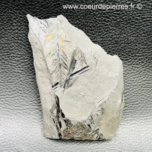 Fossile de fougères arborescente des mines de Carvin (Nord Pas-de-Calais) (réf fc5)