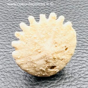 Oursin Heliophora orbiculus du Maroc (réf ou12)