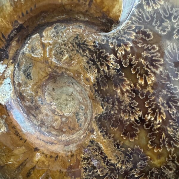 Ammonite Fougères de Madagascar "Poids 7,2 kilos" (réf as7) – Image 6