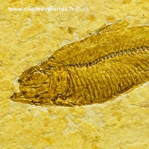 Poisson fossile Knightia de la Green River (ref pf12)