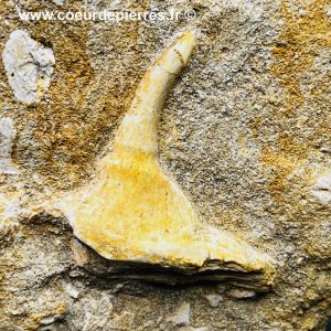 Dent de poisson fossile osseux du Maroc (vt10)