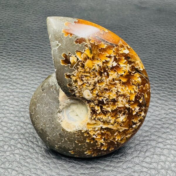 Ammonite Fougères de Madagascar (réf cr2) – Image 3