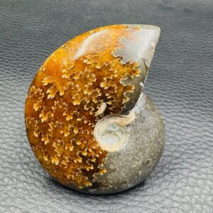 Ammonite Fougères