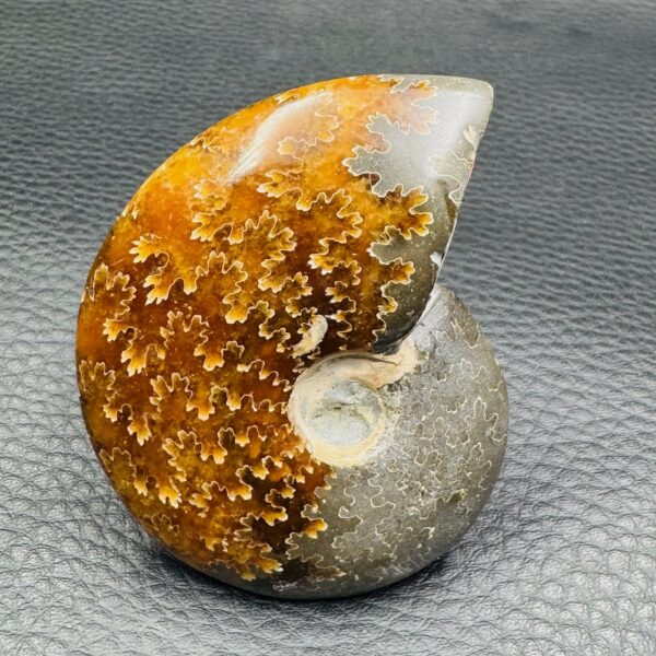 Ammonite Fougères