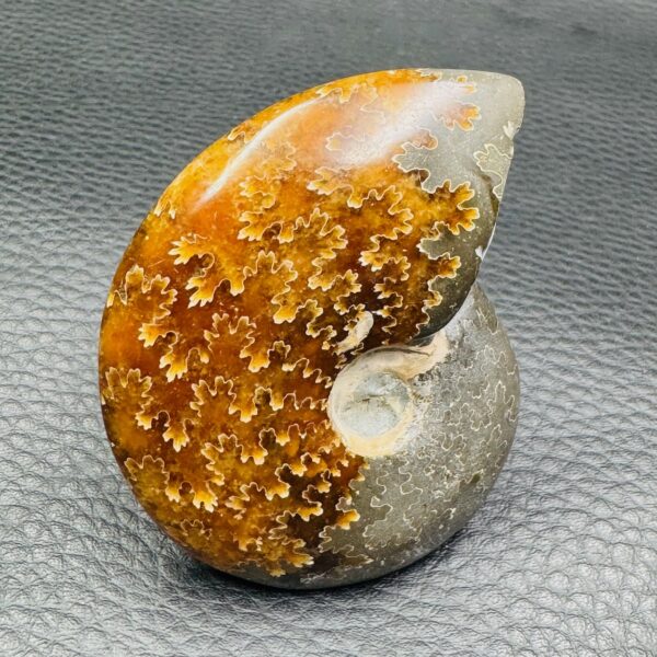 Ammonite Fougères de Madagascar (réf cr2) – Image 2