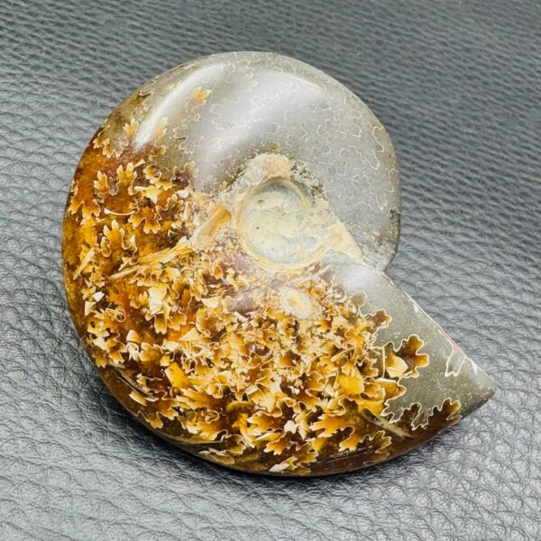 Ammonite Fougères de Madagascar (réf cr2) – Image 4