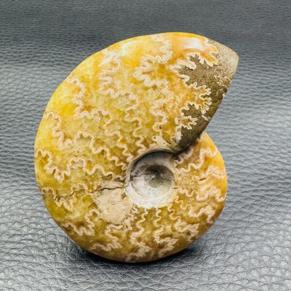 Ammonite Fougères de Madagascar (réf as5) – Image 2