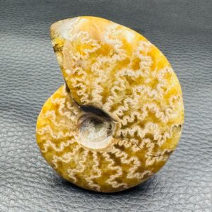 Ammonite fougères