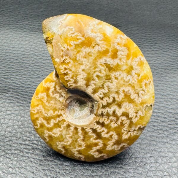 Ammonite fougères