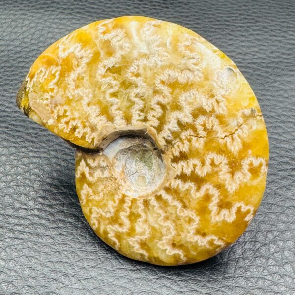 Ammonite Fougères de Madagascar (réf as5) – Image 3