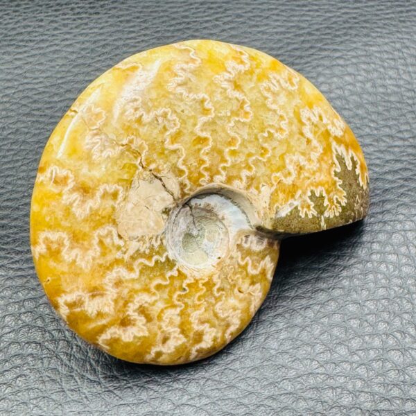 Ammonite Fougères de Madagascar (réf as5) – Image 4