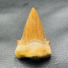 Dent de Requin fossile