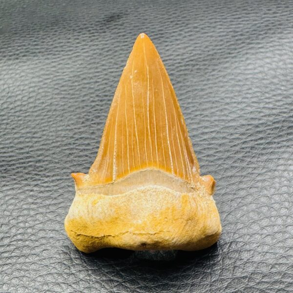 Dent de Requin fossile