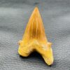 Dent de Requin Fossile “Otodus Obliquus” du Maroc (réf dro12) – Image 2