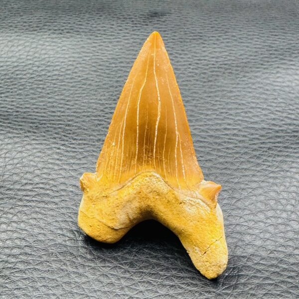 Dent de Requin Fossile “Otodus Obliquus” du Maroc (réf dro12) – Image 2