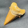 Dent de Requin Fossile “Otodus Obliquus” du Maroc (réf dro12) – Image 3