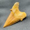 Dent de Requin Fossile “Otodus Obliquus” du Maroc (réf dro12) – Image 4