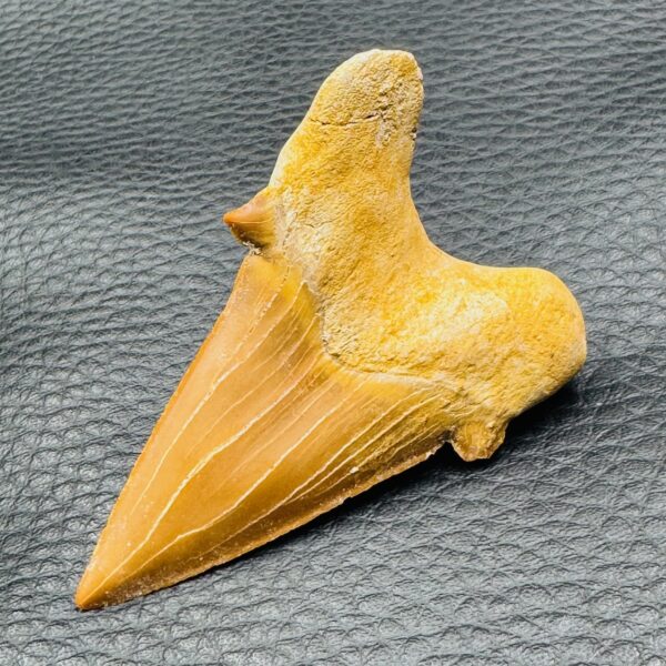 Dent de Requin Fossile “Otodus Obliquus” du Maroc (réf dro12) – Image 4