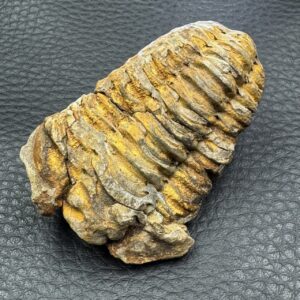 Trilobite commun
