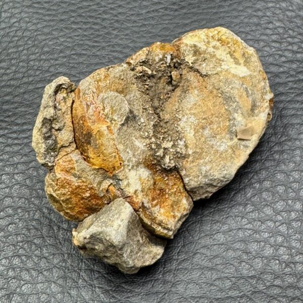 Trilobite commun du Maroc (réf tr16) – Image 4