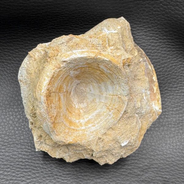 Vertèbre de Requin Fossile Otodus Obliquus du Maroc (réf vt9) – Image 5