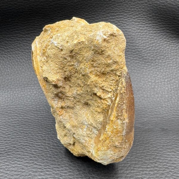 Vertèbre de Requin Fossile Otodus Obliquus du Maroc (réf vt9) – Image 6