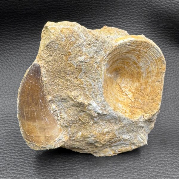 Vertèbre de Requin Fossile Otodus Obliquus du Maroc (réf vt9) – Image 2