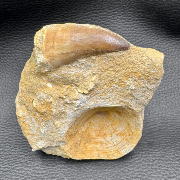Vertèbre de Requin Fossile Otodus Obliquus du Maroc (réf vt9) – Image 3