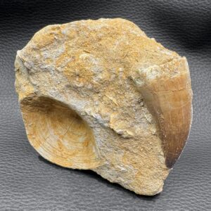 Vertèbre de Requin Fossile et Dent de Mosasaure