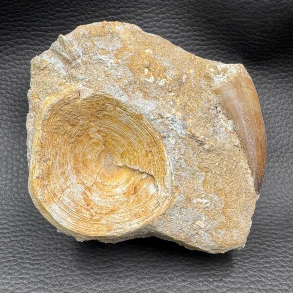 Vertèbre de Requin Fossile Otodus Obliquus du Maroc (réf vt9) – Image 4
