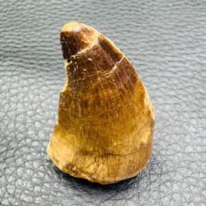 Dent de Mosasaure authentique du Maroc (réf crm27)