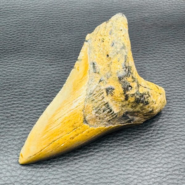 Dent de Mégalodon de Caroline du Sud (réf meg6) – Image 2