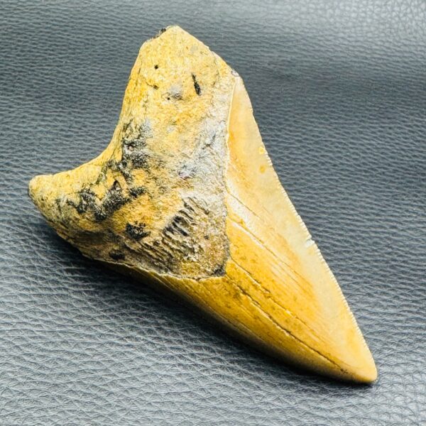 Dent de Mégalodon de Caroline du Sud (réf meg6) – Image 4