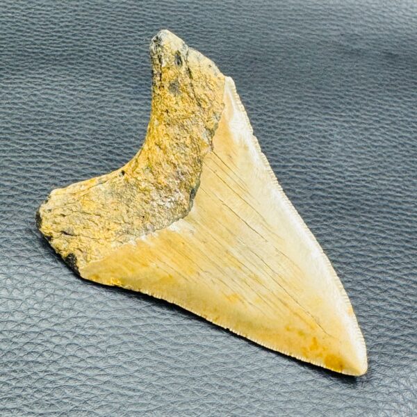 Dent de Mégalodon de Caroline du Sud (réf meg6) – Image 6