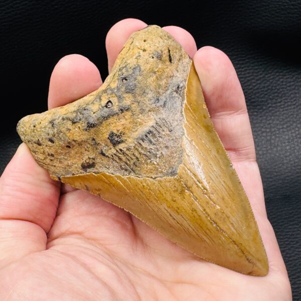 Dent de Mégalodon de Caroline du Sud (réf meg6) – Image 7