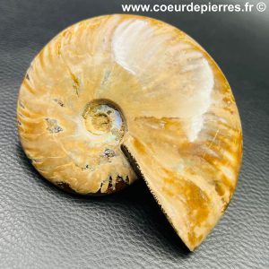 Ammonite iridescente de Madagascar (réf amd30)
